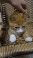 Gatinho