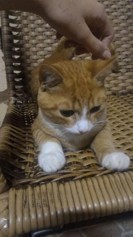 Gato ra a Vira lata idade 2 a 6 meses nome Gatinho