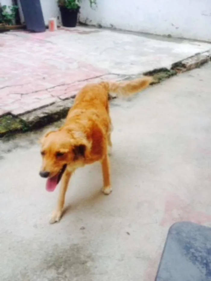 Cachorro ra a SRD idade 1 ano nome Princesa