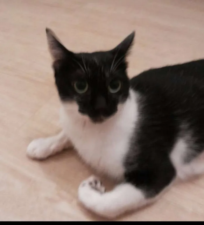 Gato ra a SRD idade 1 ano nome Miá