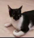 Miá