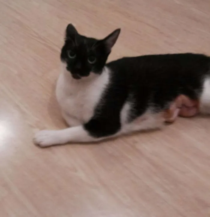 Gato ra a SRD idade 1 ano nome Miá