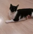 Miá