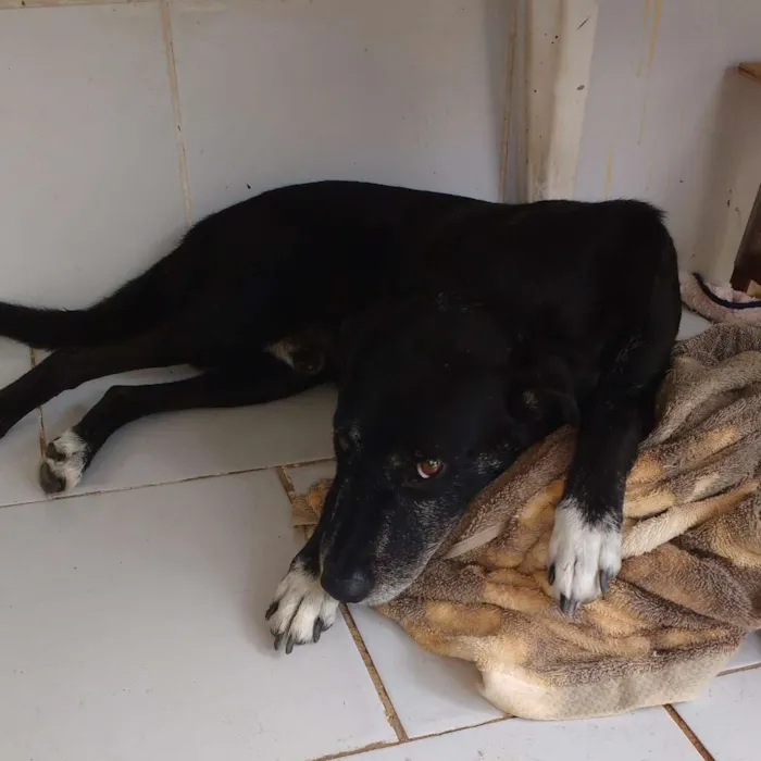 Cachorro ra a Vira lata idade 6 ou mais anos nome Leo