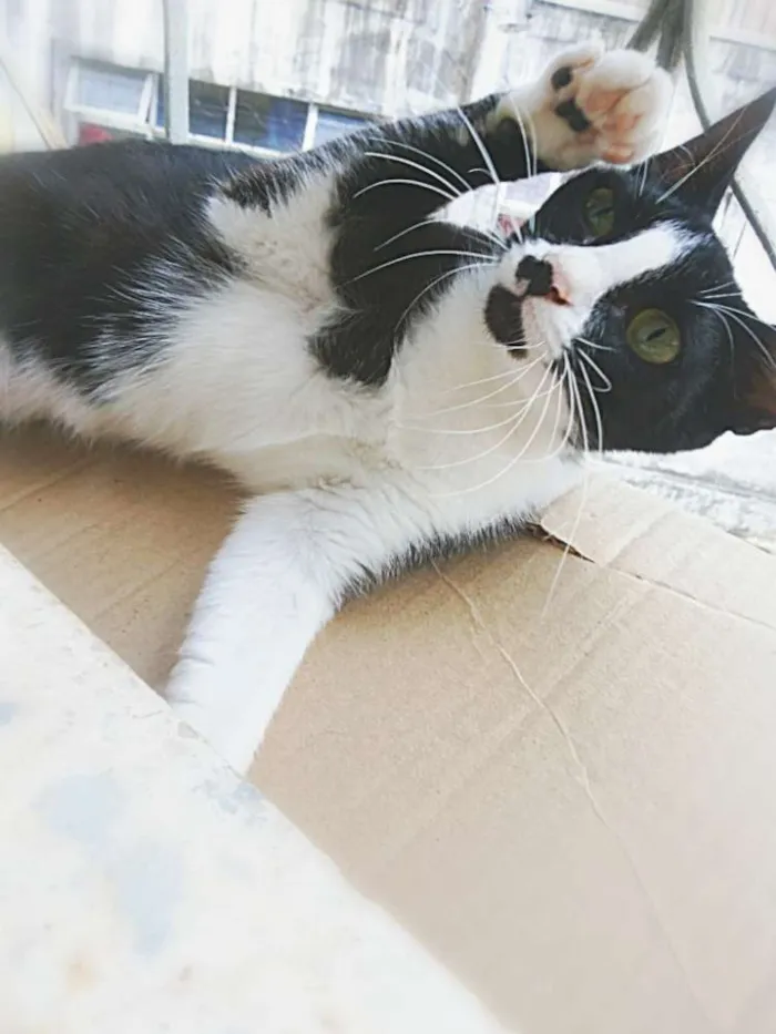 Gato raça Não sei idade 2 a 6 meses nome Sem nome