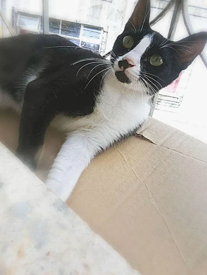 Gato raça Não sei idade 2 a 6 meses nome Sem nome