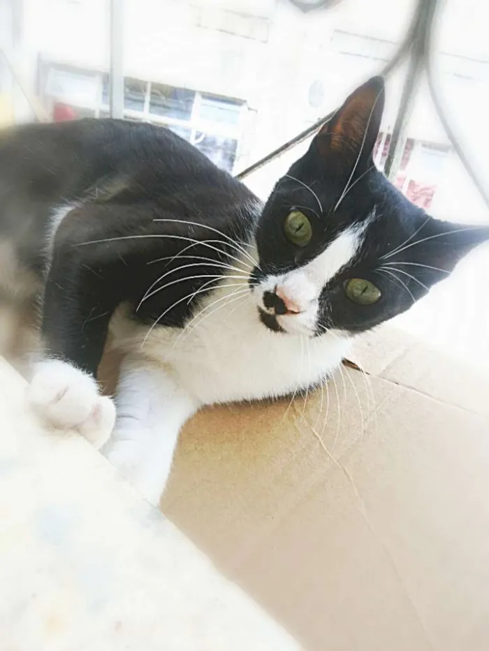 Gato raça Não sei idade 2 a 6 meses nome Sem nome