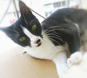 Gato raça Não sei idade 2 a 6 meses nome Sem nome