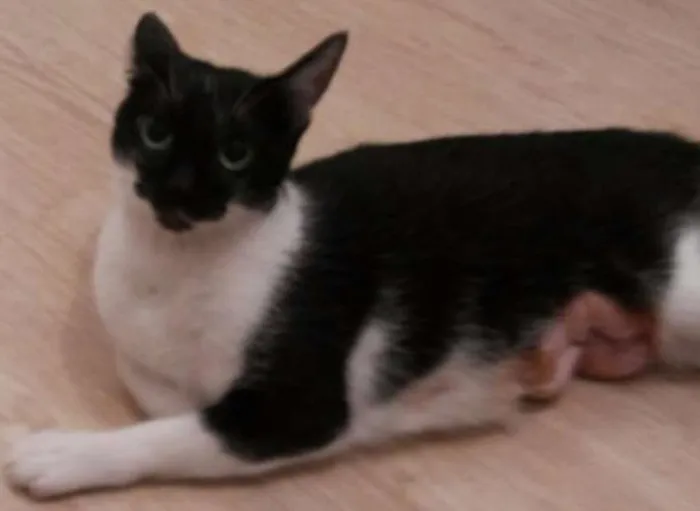 Gato ra a SRD idade 1 ano nome Miá