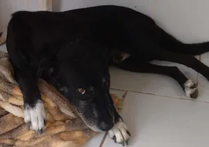 Cachorro raça Vira lata idade 6 ou mais anos nome Leo