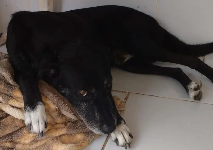 Cachorro ra a Vira lata idade 6 ou mais anos nome Leo