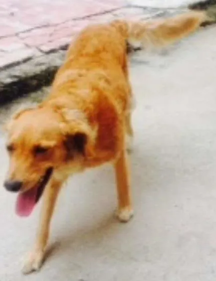 Cachorro ra a SRD idade 1 ano nome Princesa