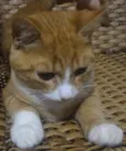 Gatinho