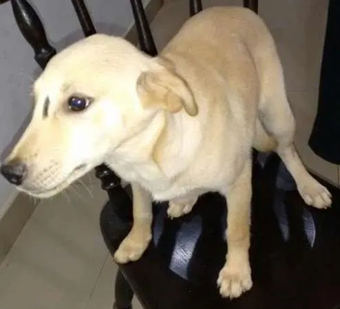 Cachorro ra a labrador com pit bul idade 2 a 6 meses nome Sabrina