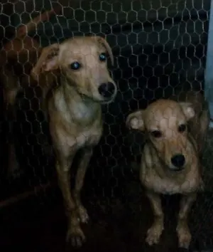 Cachorro raça vl idade 7 a 11 meses nome safira,yula,snoopy