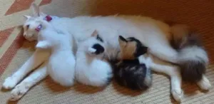 Gato raça SRD idade Abaixo de 2 meses nome Oliver. Pitty e Flor