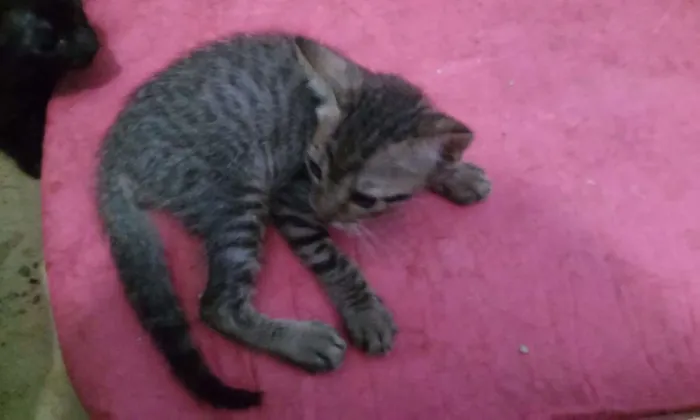 Gato ra a Sem raça defenida idade 2 a 6 meses nome Sem nome