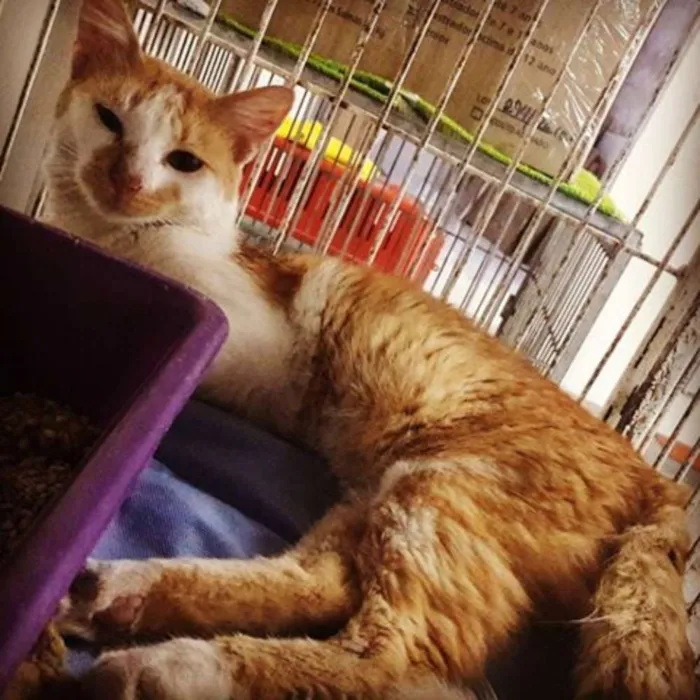 Gato raça SRD idade 2 anos nome SEM NOME