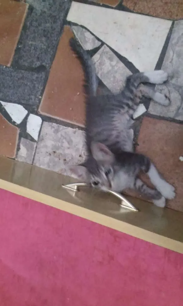 Gato ra a Sem raça defenida idade 2 a 6 meses nome Sem nome