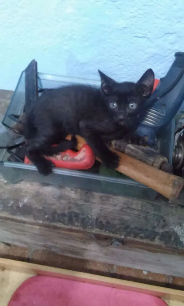 Gato ra a Sem raça defenida idade 2 a 6 meses nome Sem nome