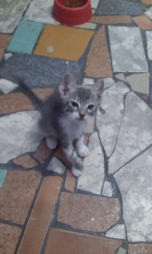 Gato ra a Sem raça defenida idade 2 a 6 meses nome Sem nome