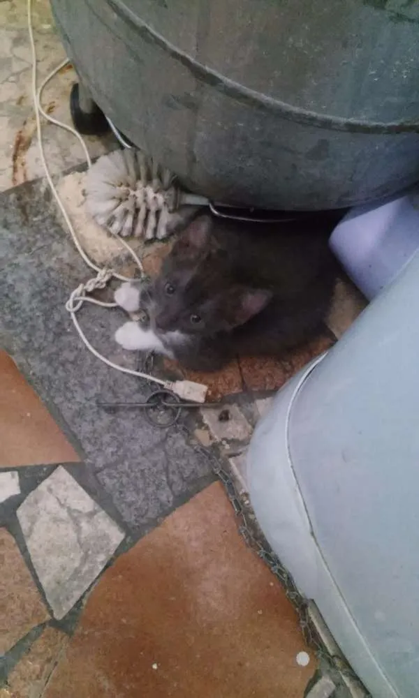 Gato ra a Sem raça defenida idade 2 a 6 meses nome Sem nome
