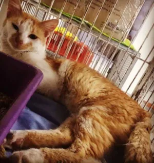 Gato raça SRD idade 2 anos nome SEM NOME