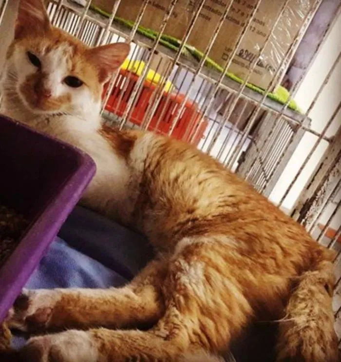 Gato raça SRD idade 2 anos nome SEM NOME