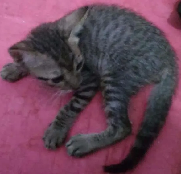Gato ra a Sem raça defenida idade 2 a 6 meses nome Sem nome