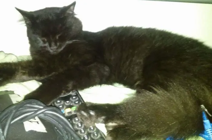 Gato ra a Siamês idade 7 a 11 meses nome Pandora