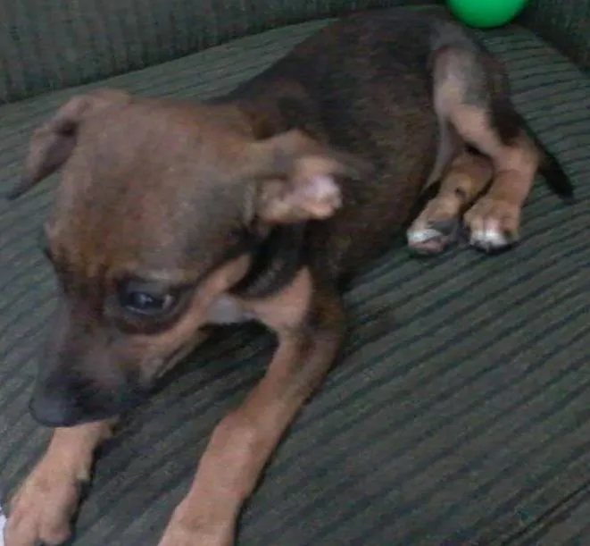 Cachorro ra a vira lata idade Abaixo de 2 meses nome lucas_eod@hotmail.com