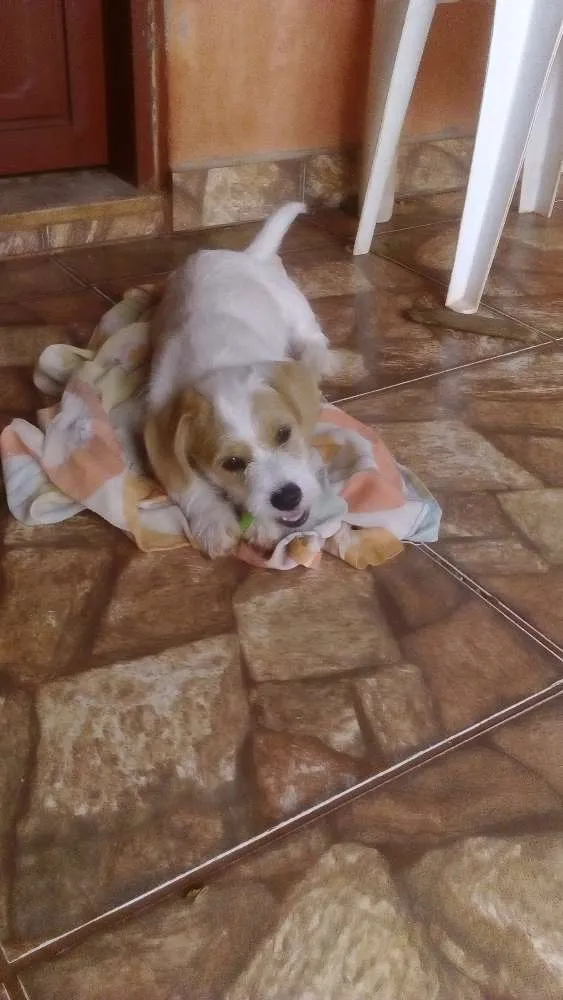 Cachorro ra a Vira lata  idade 2 a 6 meses nome Bolota 