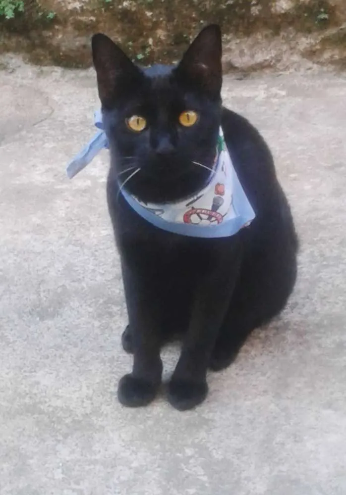 Gato ra a não sei idade 7 a 11 meses nome Ted