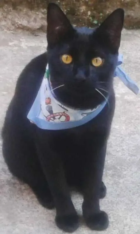 Gato ra a não sei idade 7 a 11 meses nome Ted