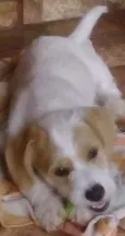 Bolota 