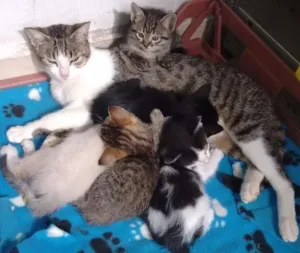 Gato raça Não definida idade 7 a 11 meses nome Ximena\mae