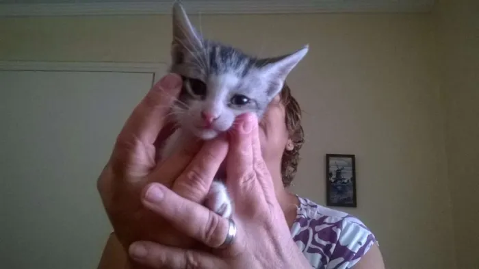 Gato ra a sem raça definida idade 2 a 6 meses nome sem nomes