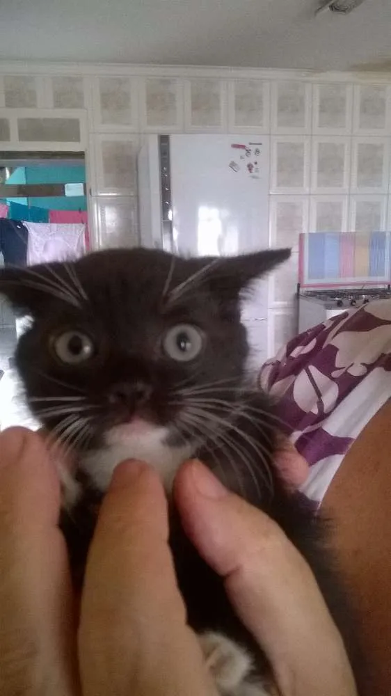 Gato ra a sem raça definida idade 2 a 6 meses nome sem nomes