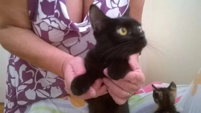 Gato ra a sem raça definida idade 2 a 6 meses nome sem nomes