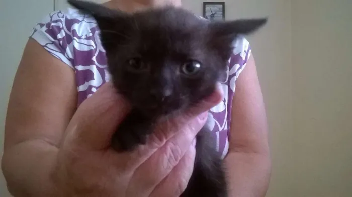 Gato ra a sem raça definida idade 2 a 6 meses nome sem nomes