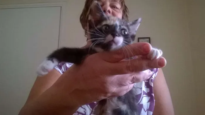 Gato ra a sem raça definida idade 2 a 6 meses nome sem nomes