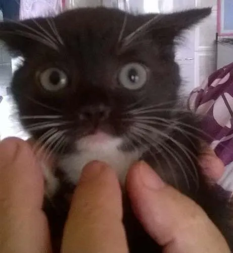 Gato ra a sem raça definida idade 2 a 6 meses nome sem nomes