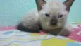 jube jr,