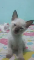 amiguinho