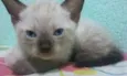 jube jr,