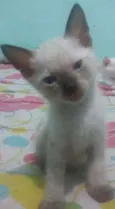 amiguinho