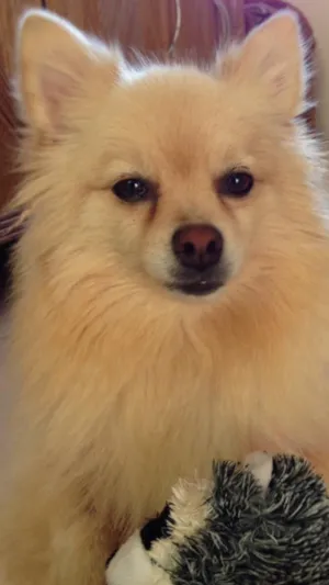 Cachorro raça Lulu da Pomerania / Spitz Alemao idade 5 anos nome Gigio