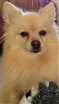 Cachorro raça Lulu da Pomerania / Spitz Alemao idade 5 anos nome Gigio