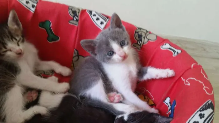 Gato ra a SRD idade Abaixo de 2 meses nome Aquiles