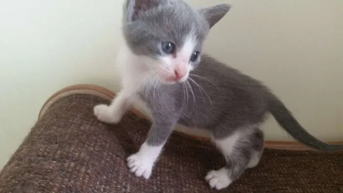 Gato ra a SRD idade Abaixo de 2 meses nome Aquiles